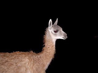 Piedrabuena - Tres Cerros - Guanaco